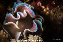 Thrilled by the frilled nudibranch by Peet J Van Eeden 